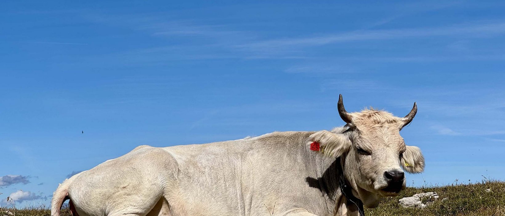 Alpe di Siusi: vacanze estive al Seiser Alm Urthaler Alpe di Siusi: vacanze estive al Seiser Alm Urthaler