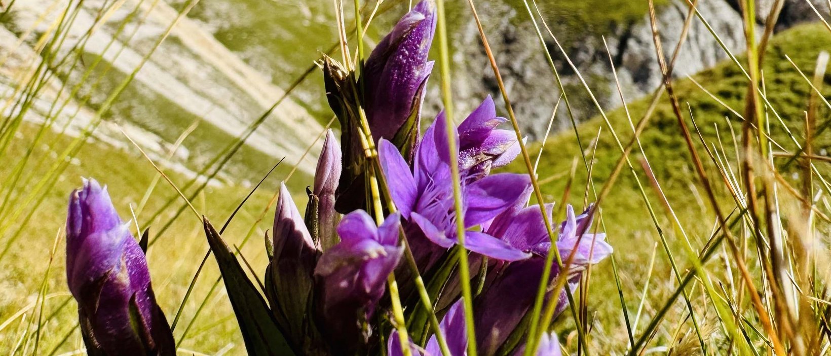 Alpe di Siusi: vacanze estive al Seiser Alm Urthaler Alpe di Siusi: vacanze estive al Seiser Alm Urthaler