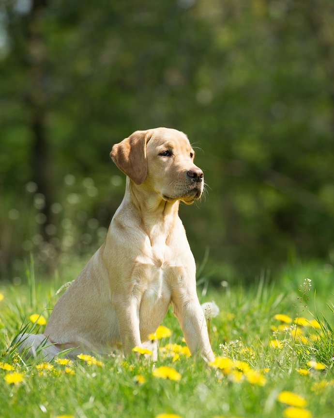 Plaza: vacanze in hotel sulle Dolomiti con il cane Plaza: vacanze in hotel sulle Dolomiti con il cane