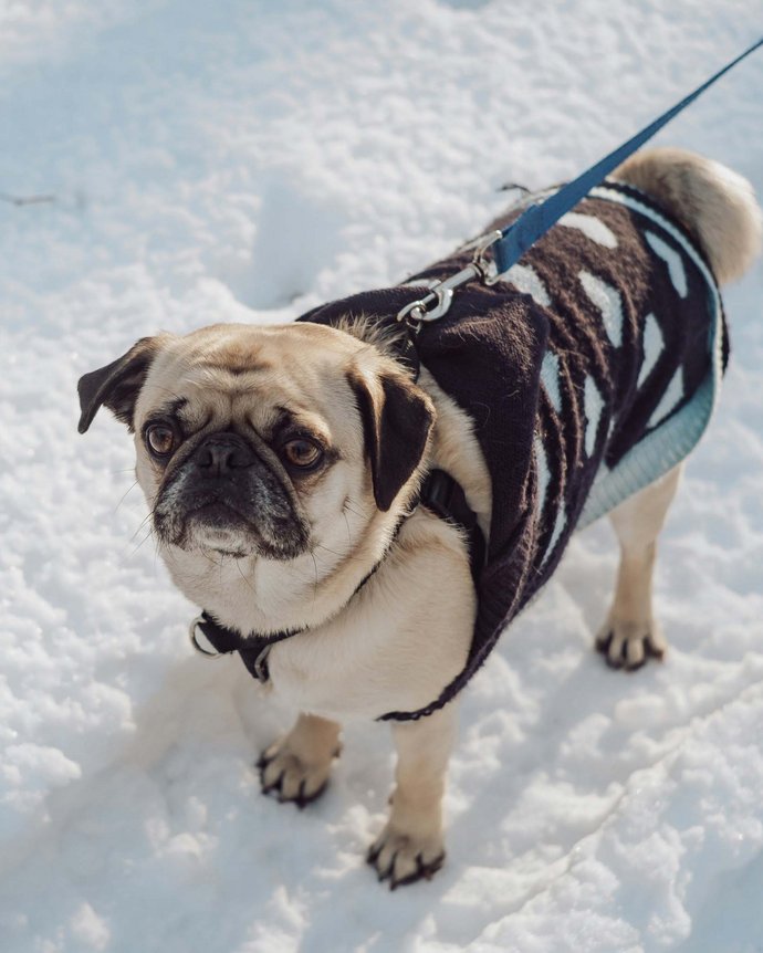 Plaza: vacanze in hotel sulle Dolomiti con il cane Plaza: vacanze in hotel sulle Dolomiti con il cane