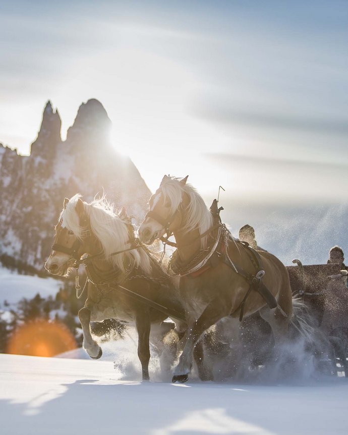 Giro in carrozza sull’Alpe di Siusi: come ai vecchi tempi! Giro in carrozza sull’Alpe di Siusi: come ai vecchi tempi!